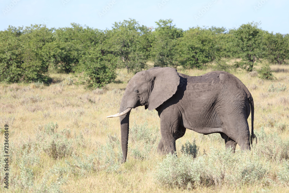 Afrikanischer Elefant / African elephant / Loxodonta africana