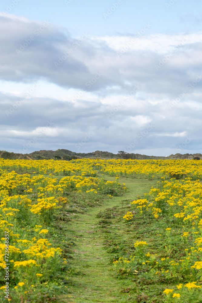 A pathway through a field of ragwort flowers, at Formby in Merseyside