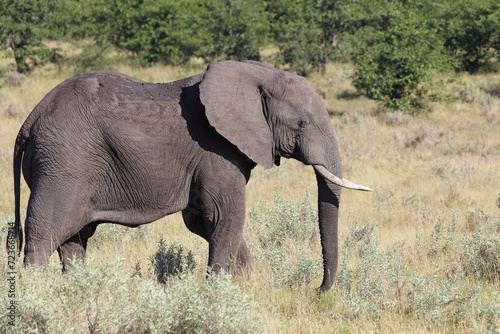 Afrikanischer Elefant   African elephant   Loxodonta africana