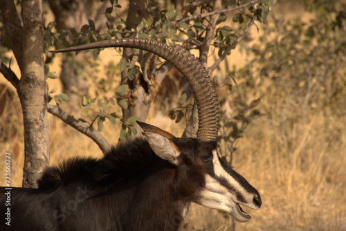 sable antelope in the bushes