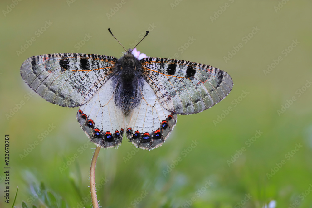 Naklejka premium False Apollo butterfly (Archon apollinus) on plant