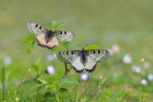 False Apollo butterfly (Archon apollinus) on plant photo
