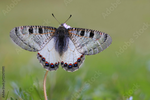 False Apollo butterfly (Archon apollinus) on plant photo