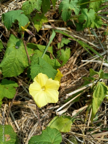 Merremia is a genus of flowering plants in the morning glory family, Convolvulaceae. Members of the genus are commonly known as woodroses photo