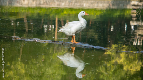 White Indian Goose Duck in their natural habitat  green lake