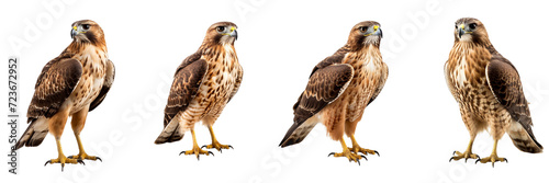 Set of A a hawk isolated on a Transparent Background