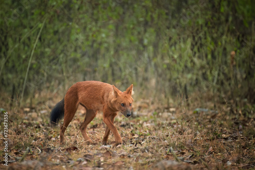 Endangered Asian carnivores: Dhole, Cuon alpinus, an orange-brown canid, indian wild dog in the natural habitat of a misty Indian forest, close up side view, Nagarahole, Karnataka, India.   