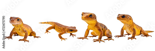 Set of A newt on a Transparent Background