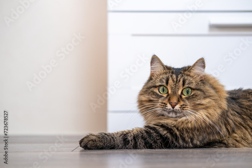 A young Siberian cat is resting, lying on the floor. Wild cat look. Hairy cat with beautiful green eyes. Horizontal photo