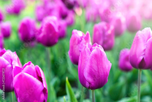 Pink tulips on a sunny spring morning in the garden. Close-up. Selective focus.