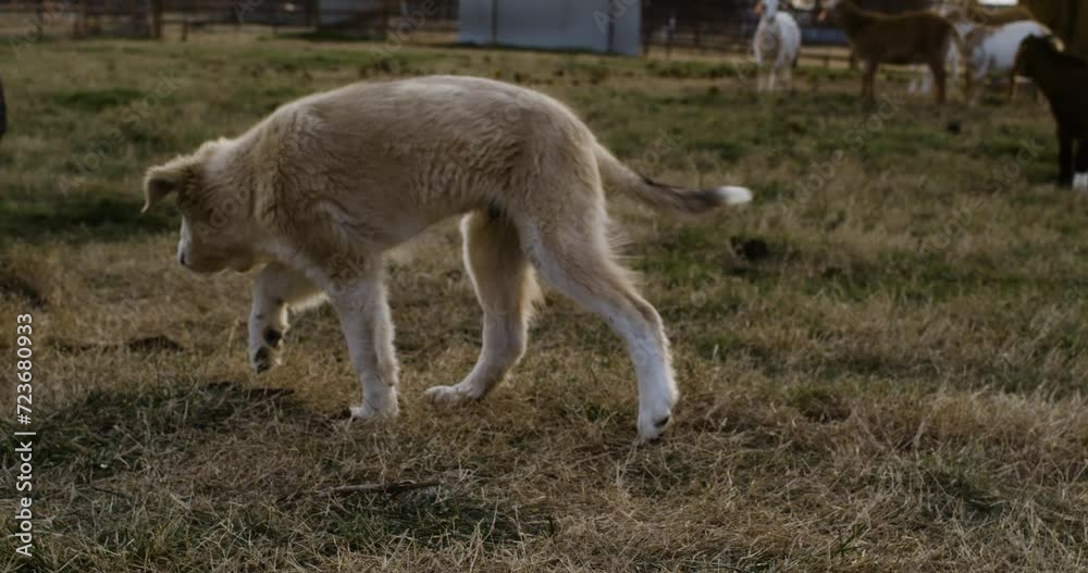 Rear slow motion shot of happy dog playing outdoor farm after sunset, pan Rear slow motion shot of happy dog playing outdoor farm after sunset, pan