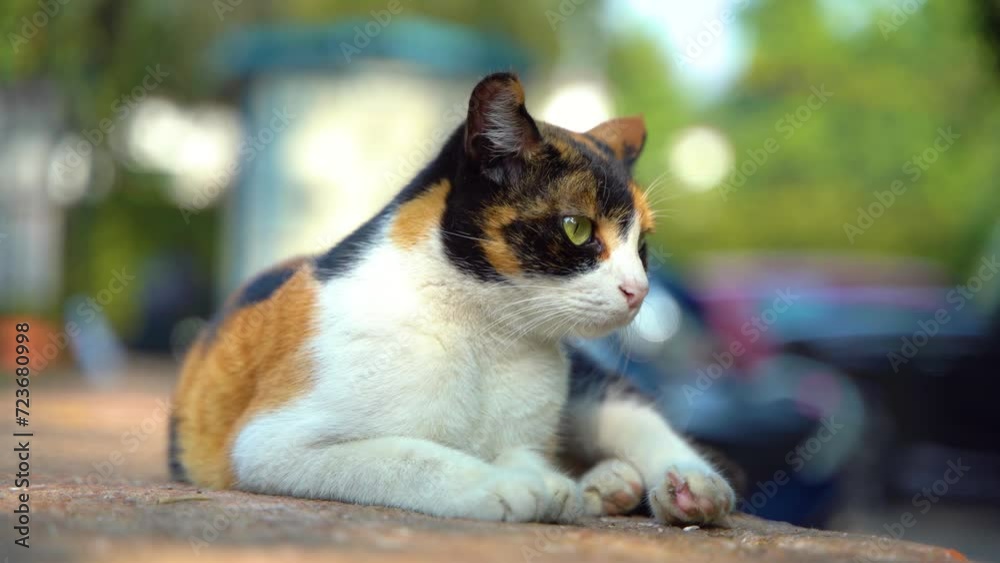 Calico Cat with Green Eye sitting outdoor Calico Cat with Green Eye sitting outdoor