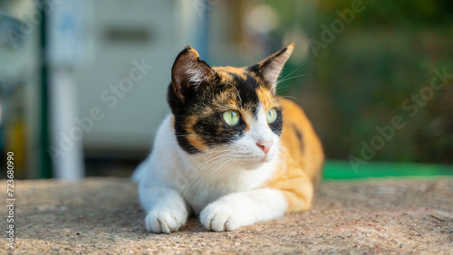 Calico Cat with Green Eye sitting outdoor