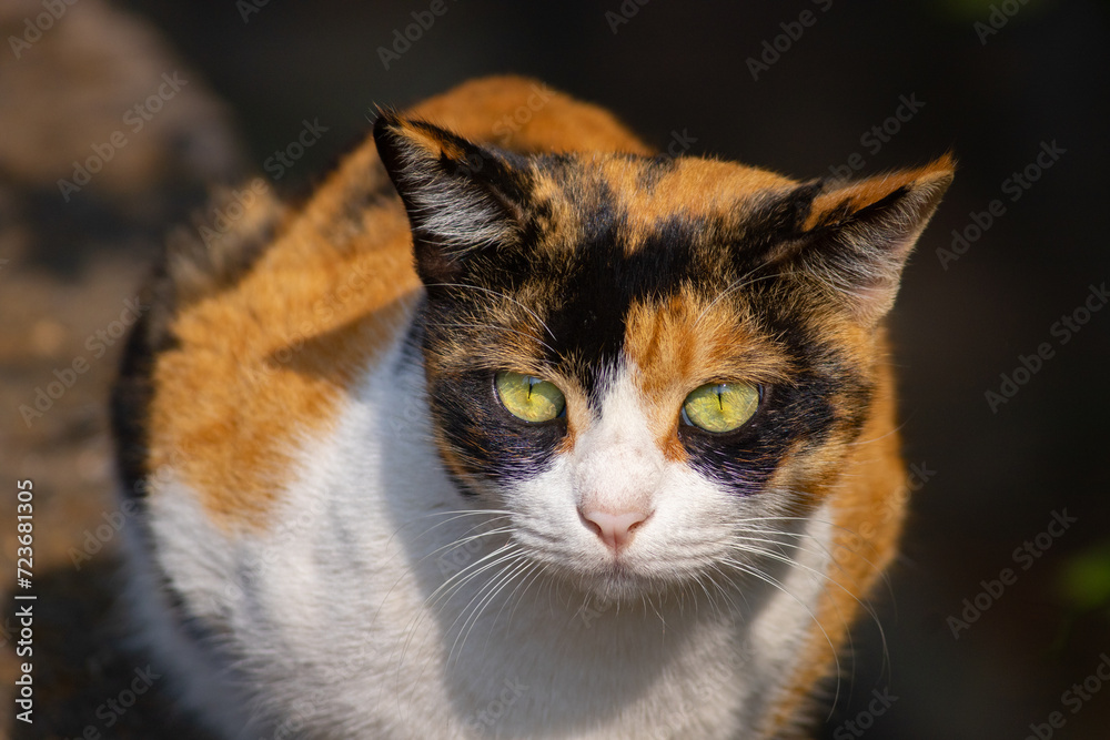 Calico Cat with Green Eye sitting outdoor