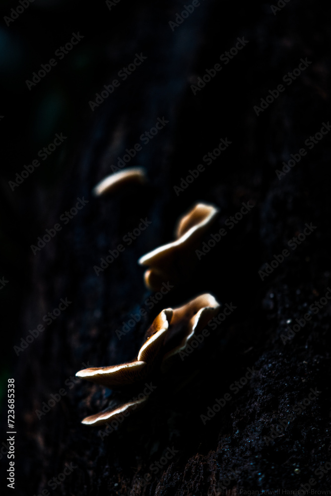 Fototapeta premium Mushrooms on tree