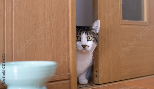 扉の隙間から覗き込む猫 キジトラ白