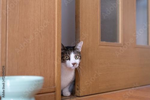 扉の隙間から覗き込む猫 キジトラ白