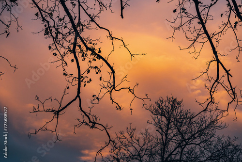 A poetic scene unfolds as the sun sets behind silhouetted trees, casting a warm orange glow against the winter sky.
