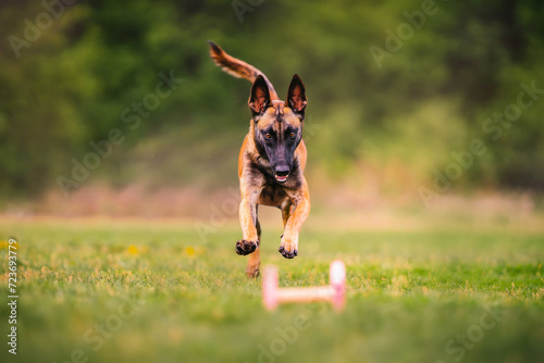 Belgian Shepherd running to fetch on training in the summer. Sport with dog