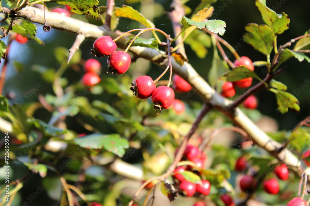 Weißdorn, Früchte, Beeren Weißdorn, Früchte, Beeren