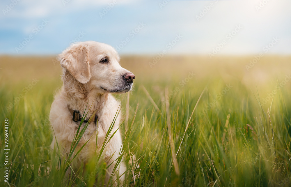 A golden retriever sits in the green grass on a field and looks to the right on a summer sunny day A golden retriever sits in the green grass on a field and looks to the right on a summer sunny day