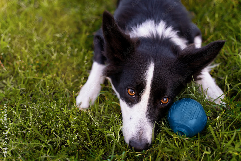 A sad black and white border collie lies on the grass and waits for someone to play ball with him. Life with dog A sad black and white border collie lies on the grass and waits for someone to play ball with him. Life with dog