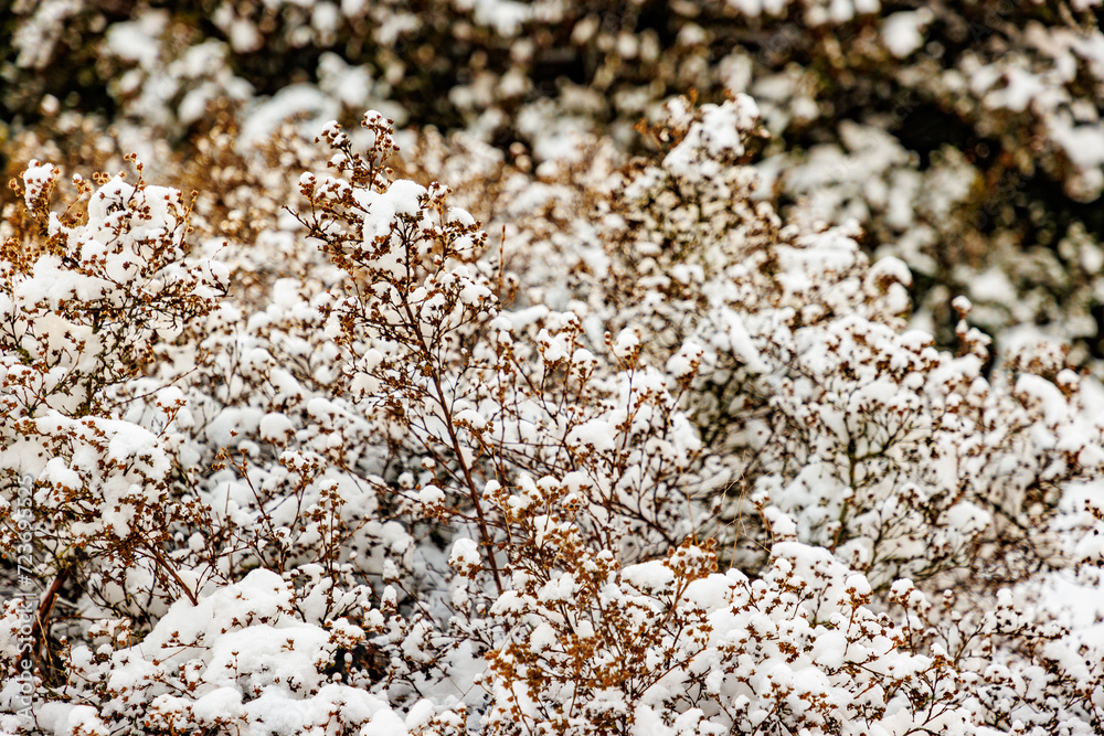 Closeup of abundant snow accumulated on branches of dry brown wild plants on blurred background, winter day after heavy snowfall Closeup of abundant snow accumulated on branches of dry brown wild plants on blurred background, winter day after heavy snowfall