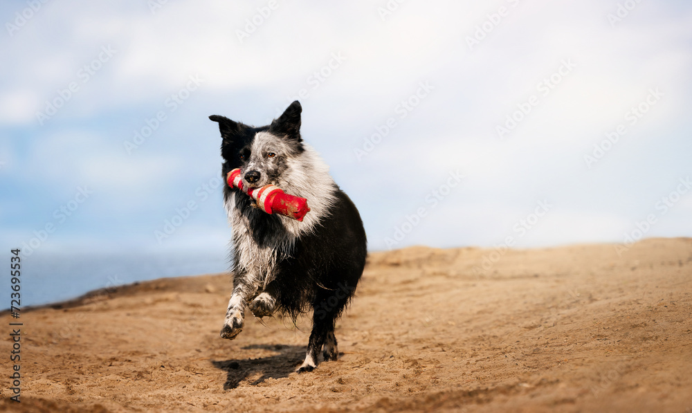Happy black and white border collie runs along a sandy beach with a red toy in its mouth. Life with a dog concept