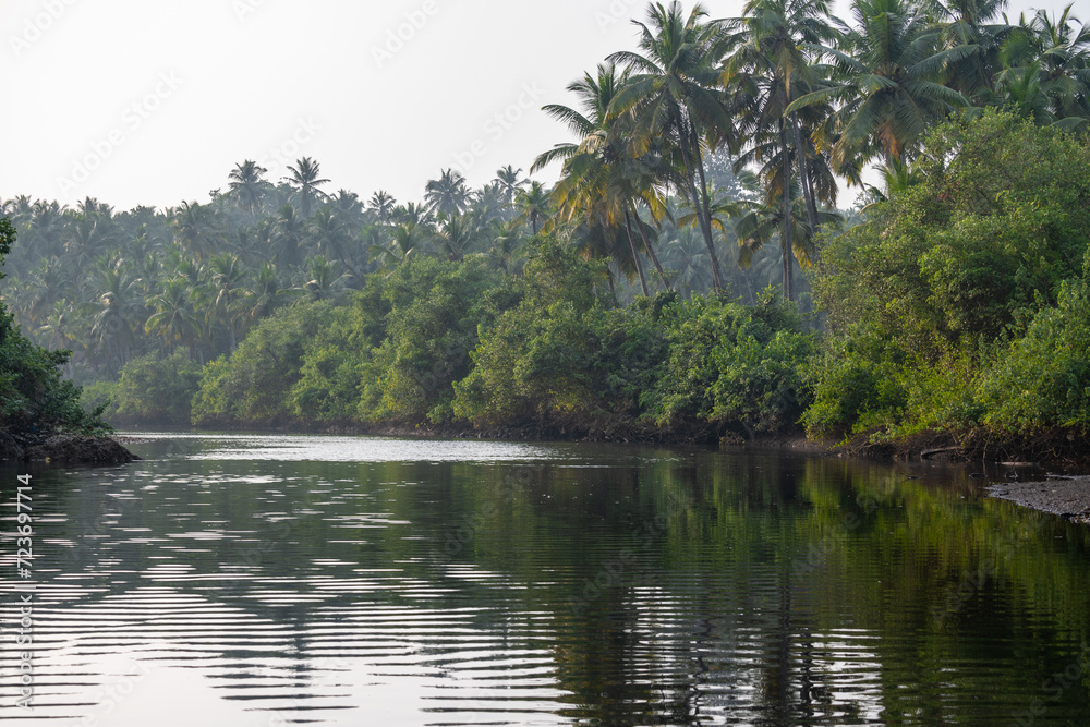 Landscape with mangroves and palm trees. Landscape with mangroves and palm trees.
