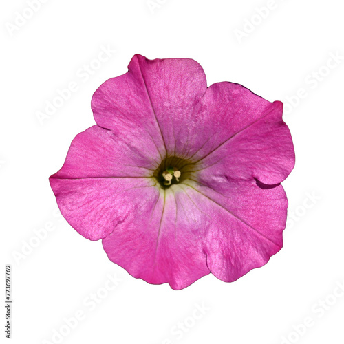 Pink petunia flower 