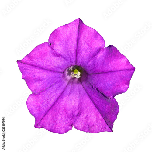Purple petunia flower 