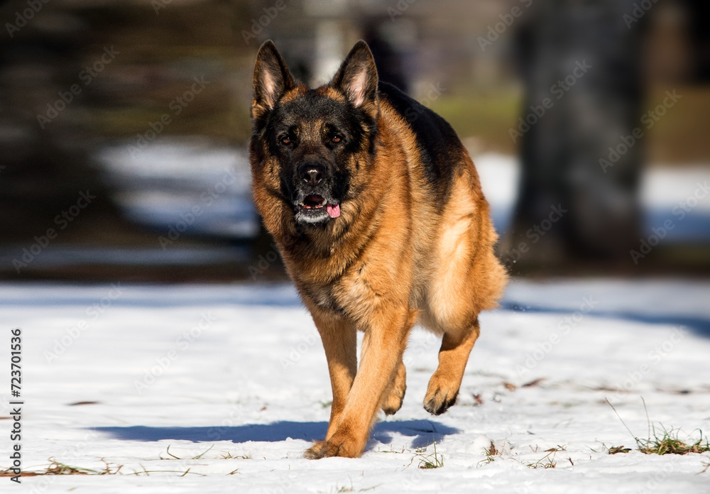 german shepherd dog running outdoors