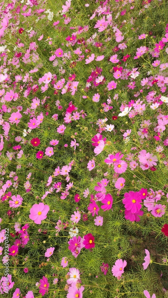 Fototapeta premium pink flowers background