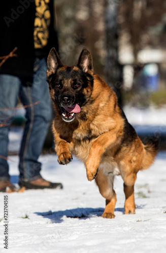 german shepherd dog running outdoors in winter