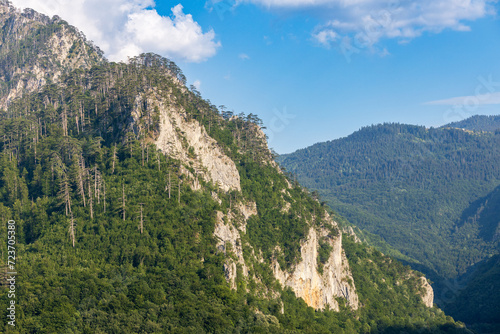 Rocky peak in mountains of Montenegro covered with dense pine forest