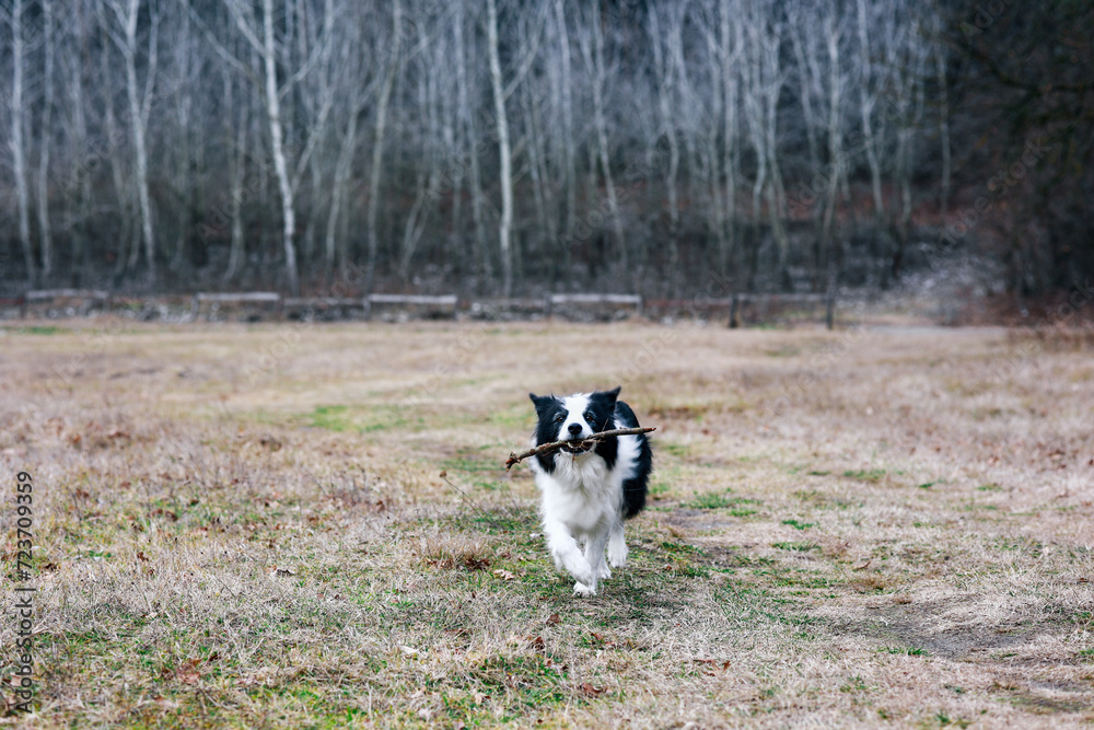 Energetic Black and White Border Collie Fetching Stick in Field Energetic Black and White Border Collie Fetching Stick in Field
