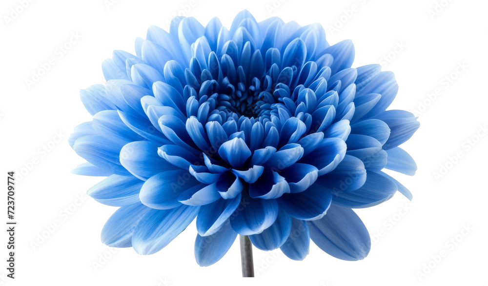 Blue flower with clipping path. Close up