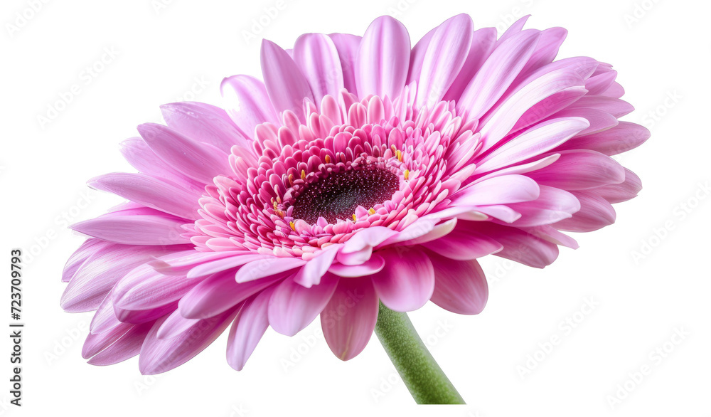 Violet-pink gerbera flower