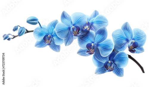 Orchid branch with blue flowers