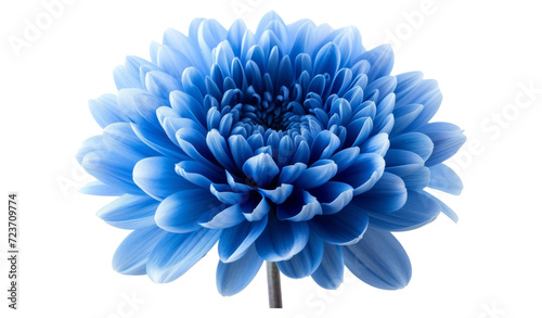 Blue flower with clipping path. Close up © Zaleman