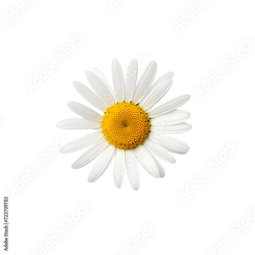 One white daisy flower isolated on transparent background png