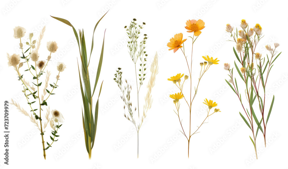 Dried set plant: green grass, yellow flowers - obrazy, fototapety, plakaty 