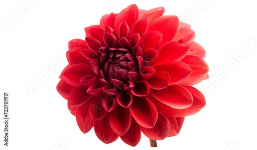 Red flower with clipping path