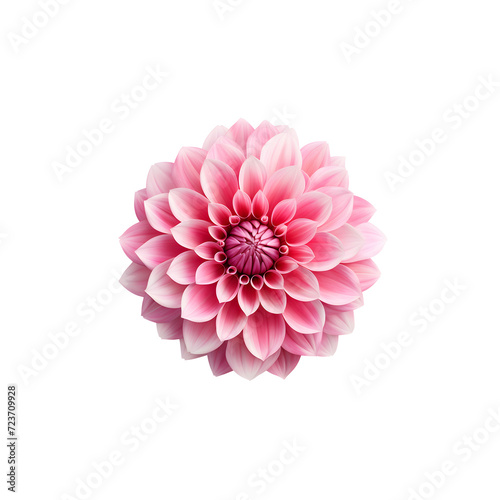 Pink dahlia isolated on transparent background png