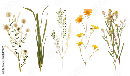 Dried set plant: green grass, yellow flowers