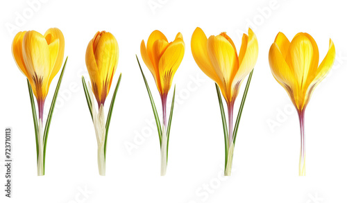 Yellow flower - crocus