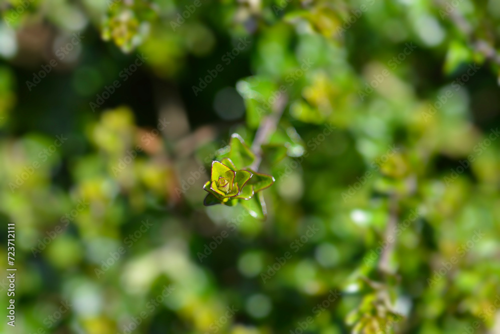 Honeysuckle branch Honeysuckle branch