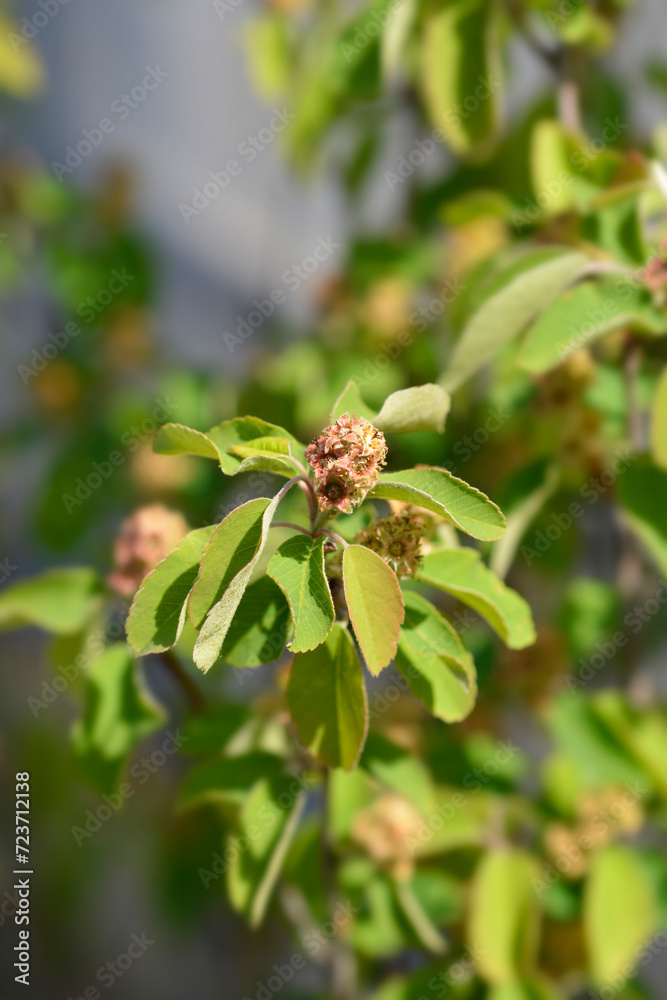 Alder-leaved serviceberry Obelisk branch Alder-leaved serviceberry Obelisk branch