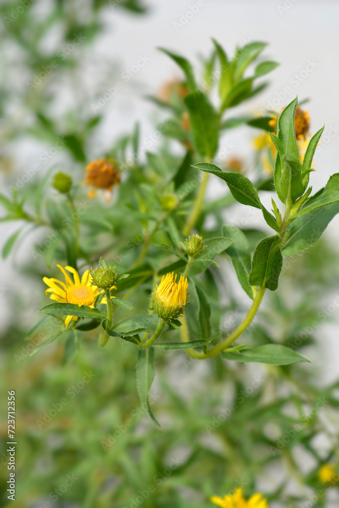 Lemonyellow false goldenaster flower buds Lemonyellow false goldenaster flower buds
