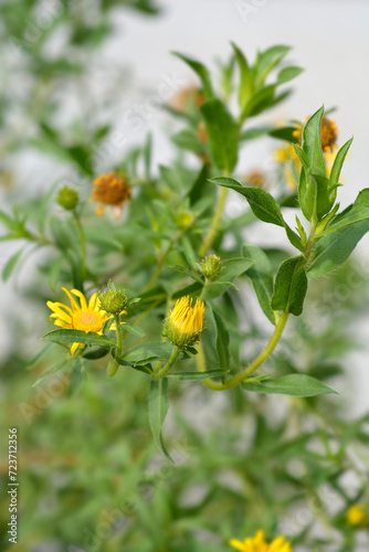 Lemonyellow false goldenaster flower buds